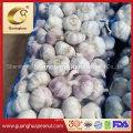 Export Quality Fresh Garlic with Factory Price